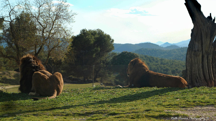 safari_aitana_2013_225