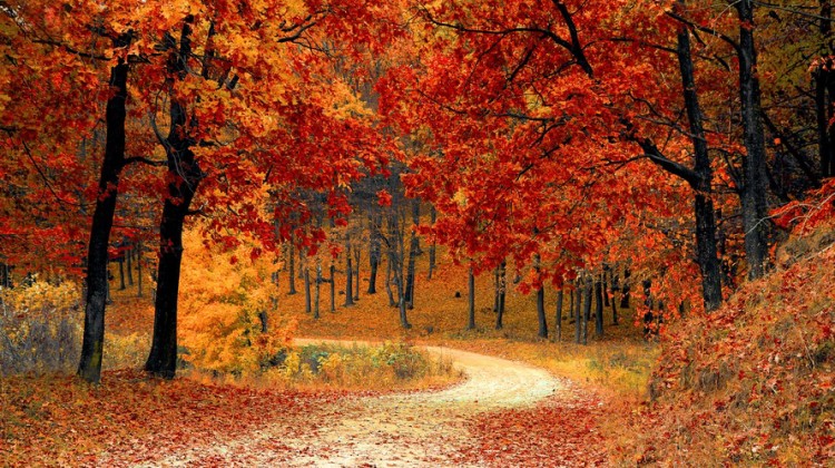 fall-autumn-red-season-large